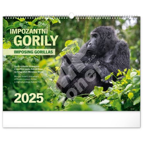 Nástěnný kalendář Notique Impozantní gorily 2025, 48 x 33 cm 1